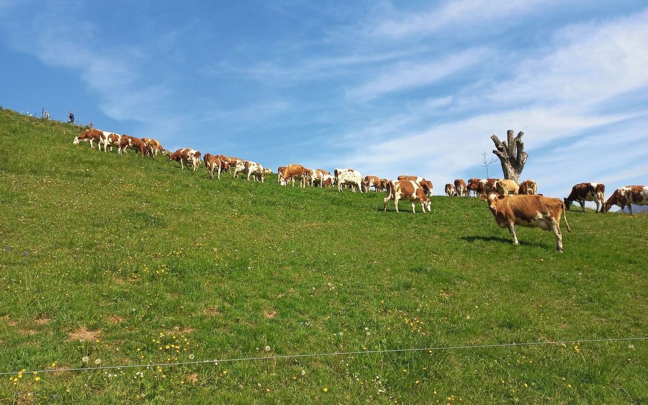 Die Milchkühe weiden auf steilen Naturwiesen.