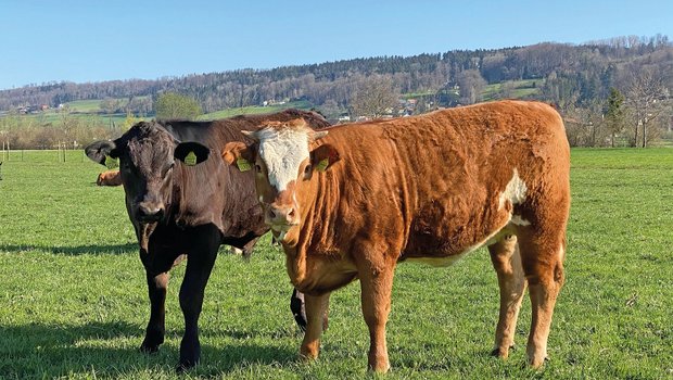 Auf den Weideflächen das Graswachstum gut beobachten Für eine optimale Verdauung muss das junge Weidegras mit genügend Struktur ergänzt werden. Bild: Reto Spörri
