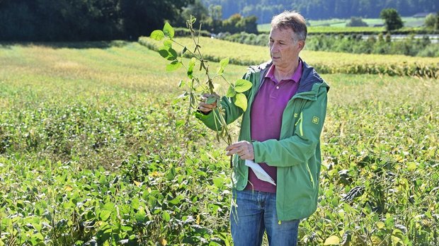 Hansueli Dierauer vom FiBL Hansueli Dierauer auf einem seiner Flurgänge, in einem Sojafeld, in dem er eine Sojapflanze in der Hand hält und untersucht.