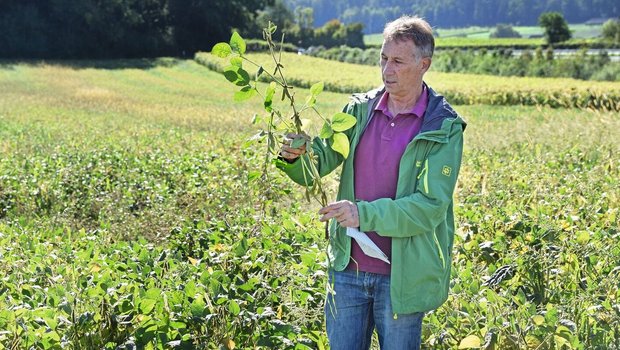 Hansueli Dierauer auf einem seiner Flurgänge, in einem Sojafeld, in dem er eine Sojapflanze in der Hand hält und untersucht.