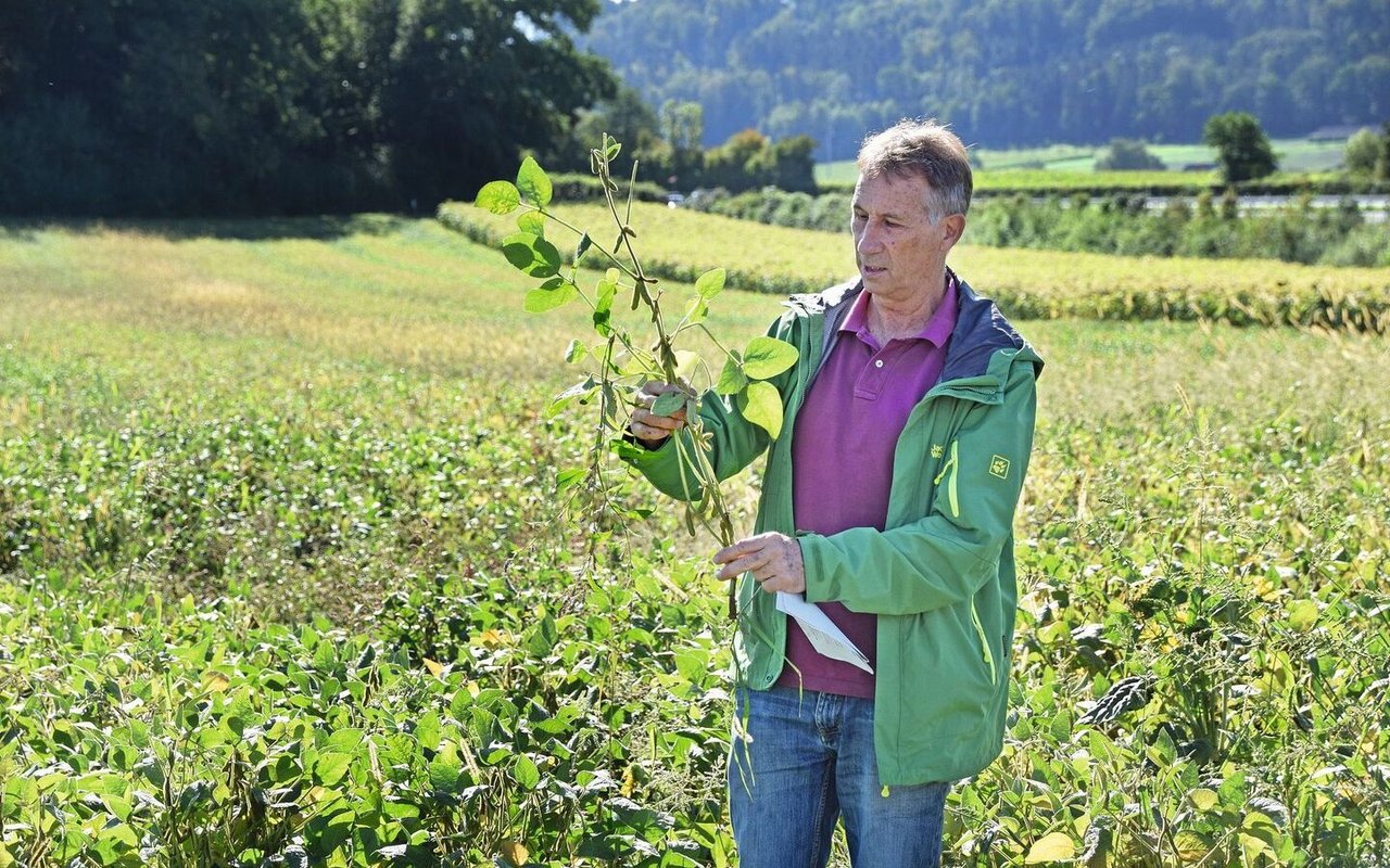 Hansueli Dierauer auf einem seiner Flurgänge, in einem Sojafeld, in dem er eine Sojapflanze in der Hand hält und untersucht.