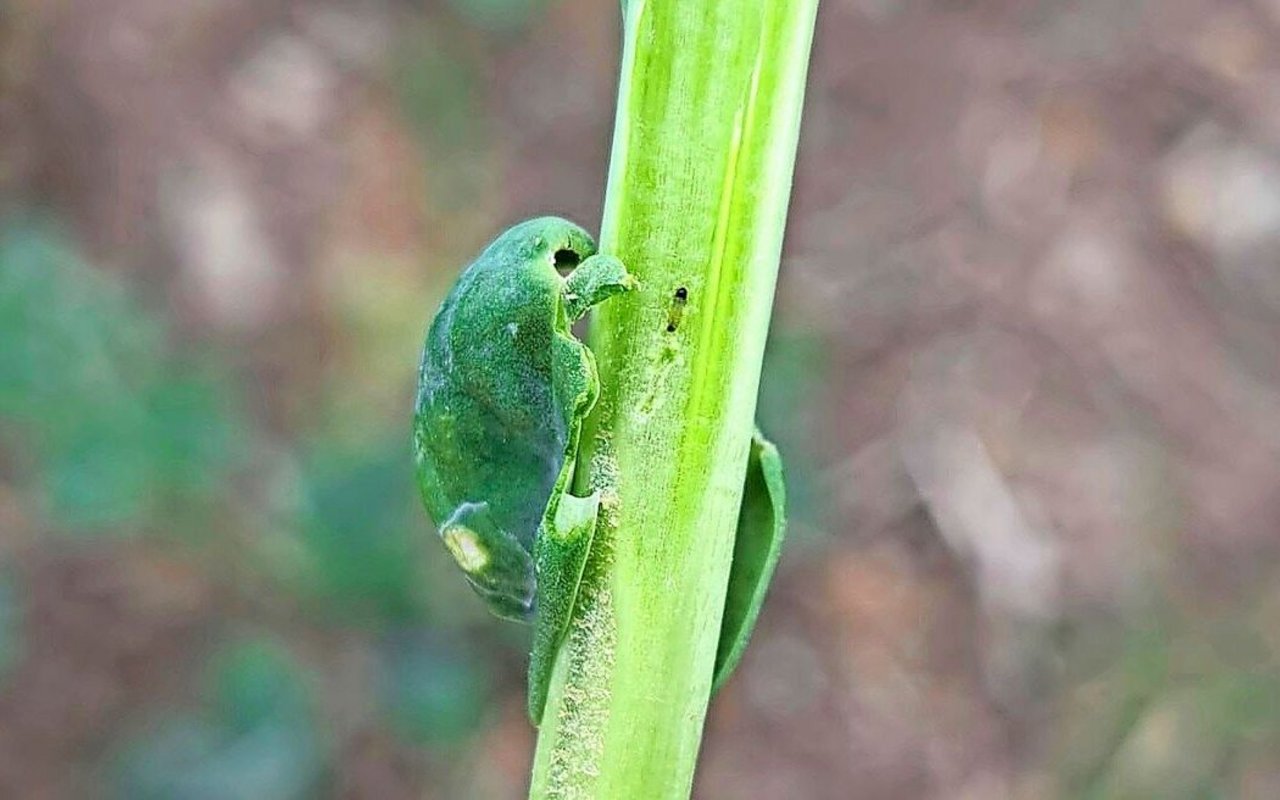 Junge Larve des Rapserdflohs im Stängel. Diese ist gut an der dunklen Kopfkapsel und dem dunklen Hinterleib zu erkennen.