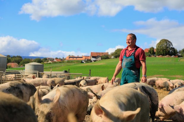 Freilandschweine: Sauwohl in der Fruchtfolge Rudolf Steiner mästet pro Jahr 1000 Schweine im Freiland. Er kann auf zwanzig Jahre Erfahrung zurückblicken. Bild: Peter Röthlisberger