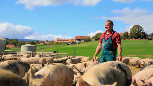 Rudolf Steiner mästet pro Jahr 1000 Schweine im Freiland. Er kann auf zwanzig Jahre Erfahrung zurückblicken. Bild: Peter Röthlisberger