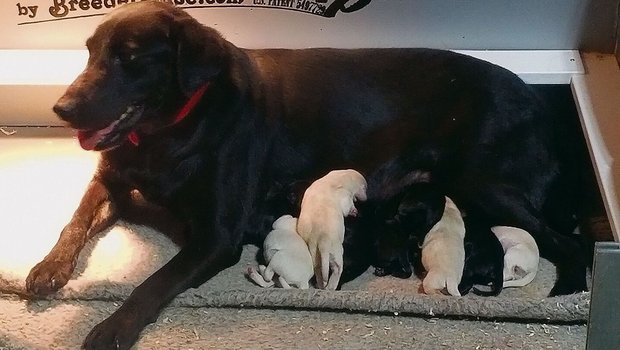 Tilly und ihre vier hellen und fünf schwarzen Labrador-Welpen warten in den USA auf die Rückkehr von Melanie Annegers.