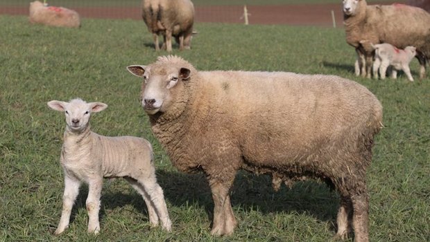 Moderhinke kommt bei Schafen in der ganzen Schweiz vor. Bild: Ruth Aerni