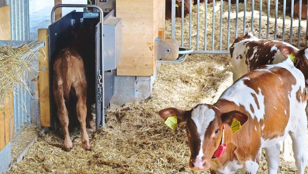 Wer kann, sollte Übermengen möglichst den Kälbern vertränken. Tränkeautomaten können auch gemietet werden.