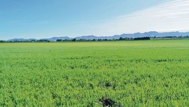 Die Erntesaison in Argentinien steht bald bevor. Noch sieht der Bio-Dinkel gut aus, aber wenn nicht bald Regen kommt, kann Egon Tschol nicht mit einer guten Ernte rechnen.