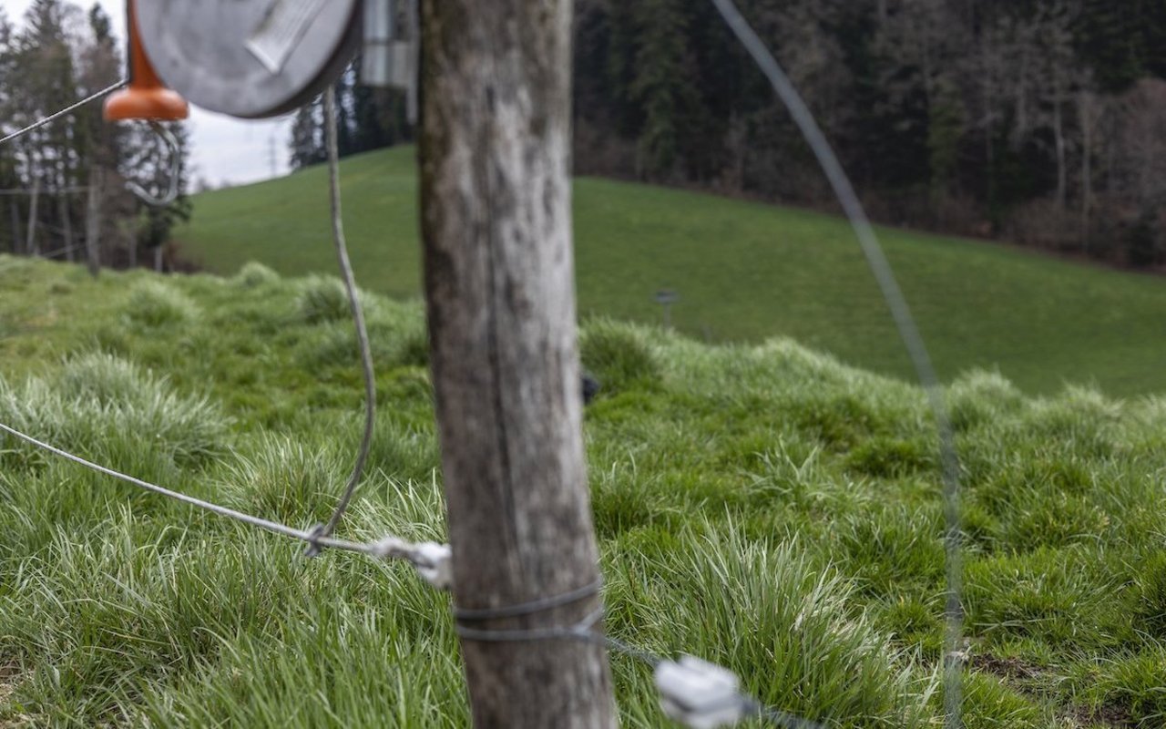 Im Vordergrund ist ein Zaunpfahl zu sehen, an dem Draht befestigt ist. Der Fokus liegt allerdings auf dem saftig-grünen Gras, das im Hintergrund auf der Weide wächst.