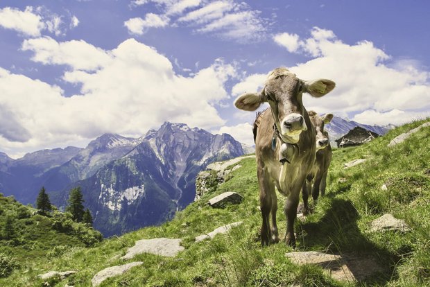 Kühe sind keine Klimakiller, sie verursachen nur 4,7% der Treibhausgas-Emissionen Jung-Vieh im Berner Oberland. Bild: Adobe