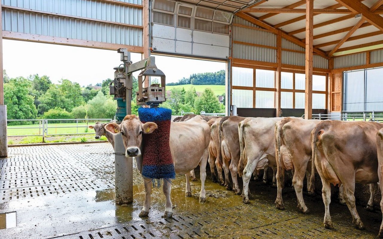 Die Tiere fühlen sic Die Tiere fühlen sich wohl im neuen Stall und halten sich gerne im Bereich unter dem offenen Dach auf.