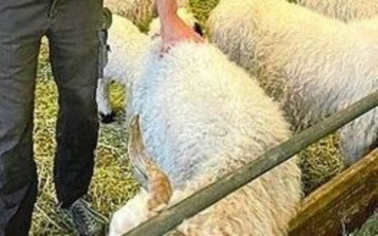 Der BCS kann unabhängig von Rasse, Grösse, Wolle, Gewicht und Pansenfüllung durch Palpation geschätzt werden.