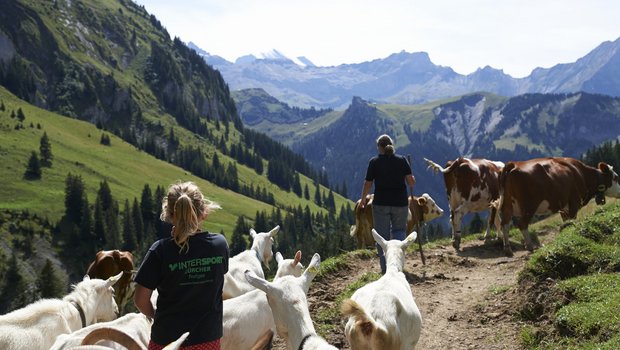 Momentan brauche es viele Freiwillige für das Berner Oberland und die Zentralschweiz. (Bild Franca Pedrazzetti)