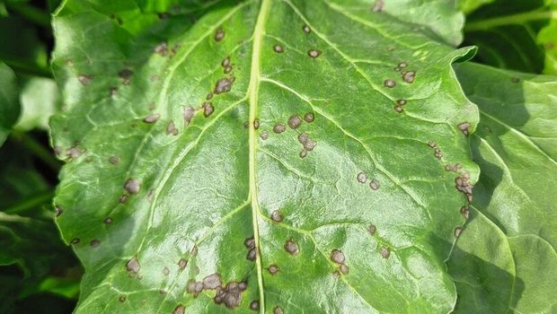 Die gefährlichen Cercospora Blattflecken sind 2 bis 3 mm klein, innen grau mit rot-braunem Rand.