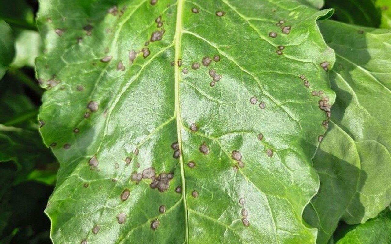Die gefährlichen Cercospora Blattflecken sind 2 bis 3 mm klein, innen grau mit rot-braunem Rand.