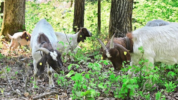 Aufgabe dieser Ziegenherde ist die Pflege eines etwa ein Hektar grossen Stücks Wald bei Saland, welcher im Besitz von Pro Natura Zürich ist.