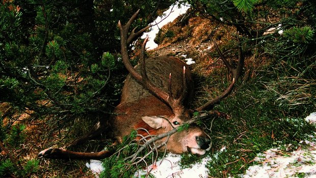 Im November 2004 tra Im November 2004 traf Heinrich Haller auf dieses erschreckende Bild. Der Hirsch fiel einem Wilderer zum Opfer.