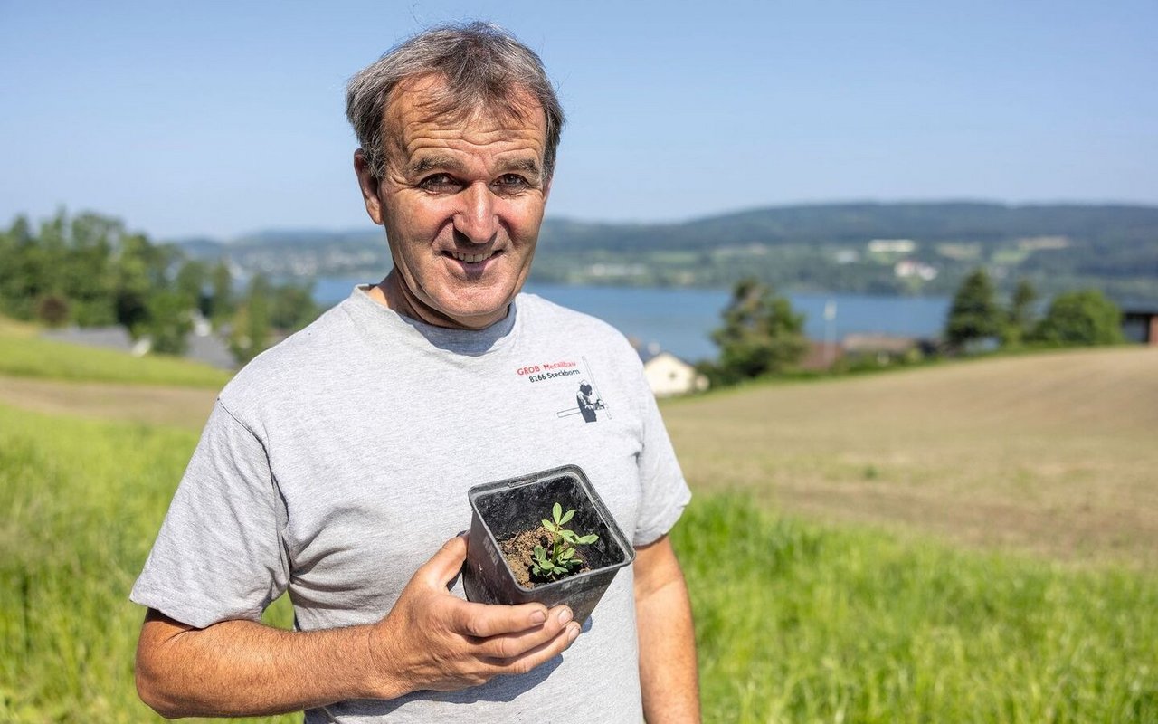 Markus Grob hält ein Erdnuss-Setzling im Topf in der Hand.