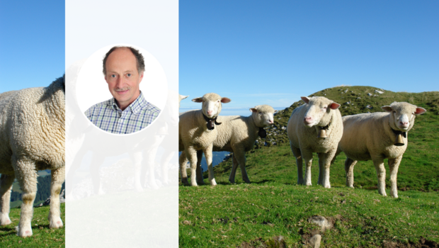 Eine Gruppe von weissen Alpenschafen steht im Halbkreis auf einer Alpweide. Im Vordergrund ist das Porträt-Foto von Angelo Rizzi zu sehen.