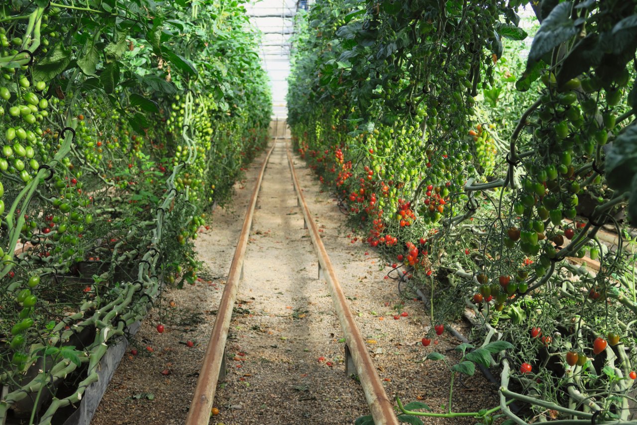 Die Tomaten gedeihen auch den Winter hindurch hervorragend. Die Früchte werden nach ganz Europa exportiert. Bild: Sebastian Hagenbuch 