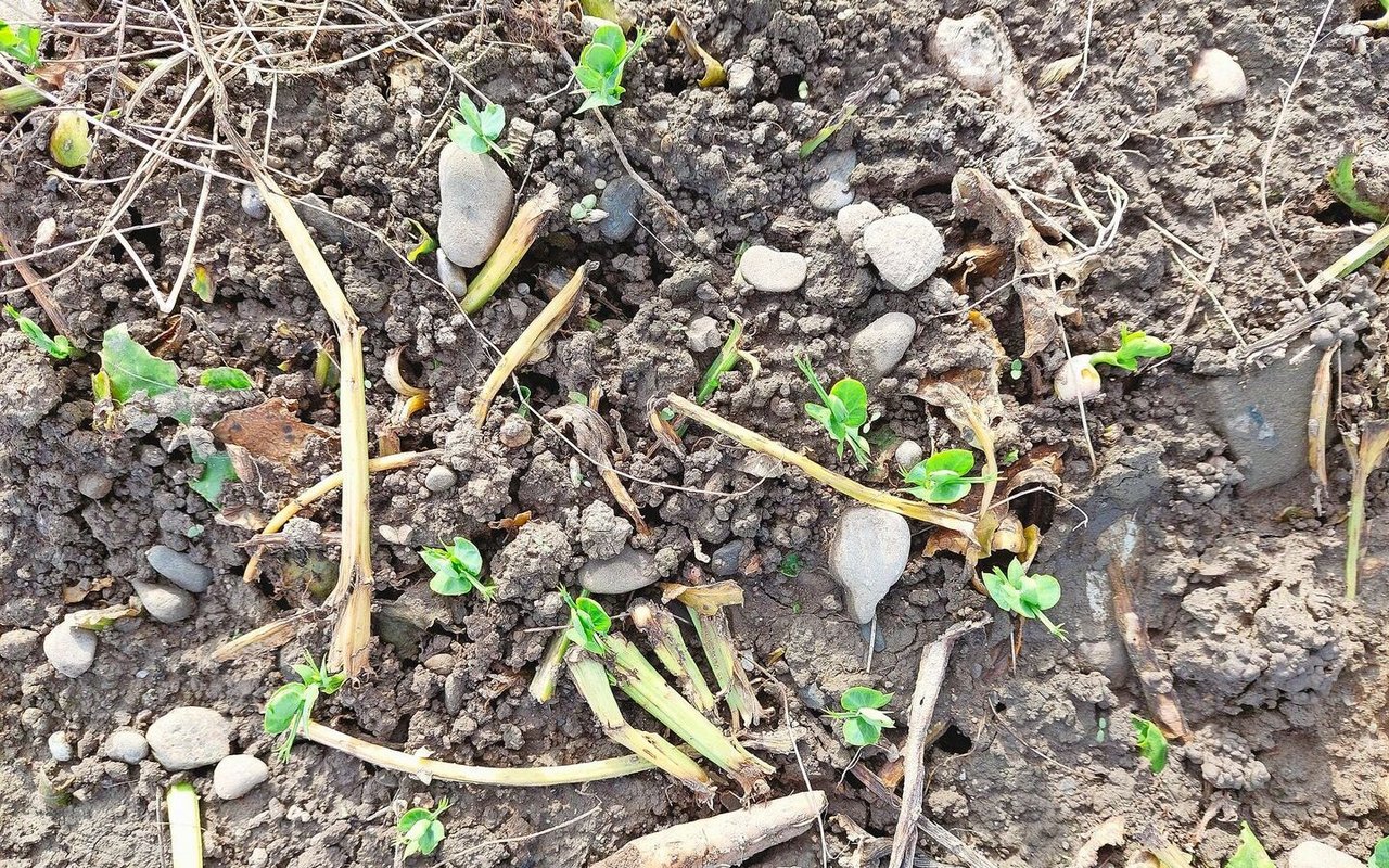 Ein neuer Versuch: Ein Tag vor der Zuckerrübenernte wurden mit dem Düngerstreuer Wintereiweisserbsen über die Zuckerrüben gestreut. Diese wurden dann durch den Rübenroder in den Boden eingearbeitet und mit den Rädern angewalzt. Zwei Wochen später waren die Keimlinge bereits sichtbar. Mit diesem Verfahren konnte ein zusätzliches Befahren der Fläche verhindert und trotzdem so spät noch eine Winterbegrünung gesät werden. Wintereiweisserbsen dienen als alternative Winterbegrünung vor einer Frühlingskultur, da wegen der Krankheit SBR kein Winterweizen mehr gesät werden sollte. 