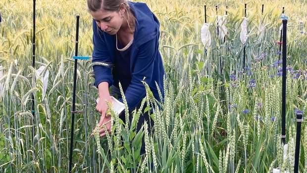 Die Biologin Verena Weyermann veranschaulicht auf dem Feld, wie eine neue Getreidesorte entsteht. Am Anfang ist das Ziel, möglichst viele Nachkommen mit verschiedenen Eigenschaften zu erhalten, woraus nach Bedarf ausgesucht werden kann (Bilder Alexandra Stückelberger)