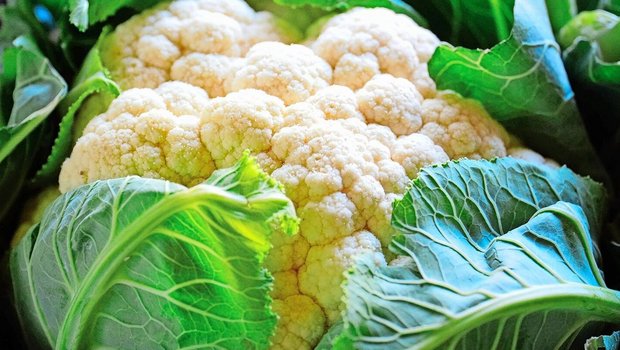 Blumenkohl geht rasch in Blüte, daher lohnt es sich, ihn zügig zu ernten.