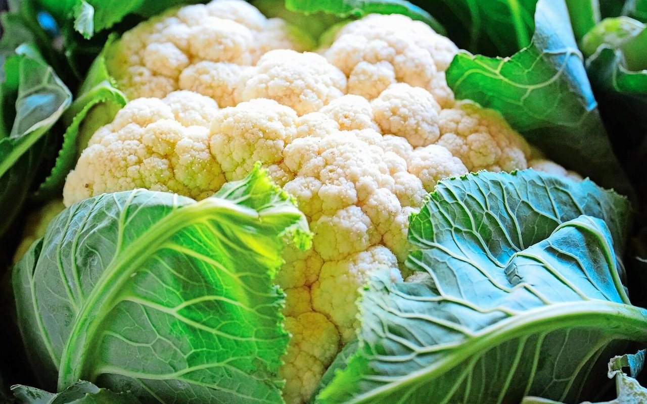Blumenkohl geht rasch in Blüte, daher lohnt es sich, ihn zügig zu ernten.