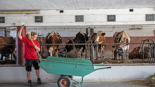 Romy Schwab gabelt Maissilage in die Krippe ihrer Kühe. Über jeder Kuh steht auf einer Tafel, wie viele Kilogramm Kraftfutter sie erhält.