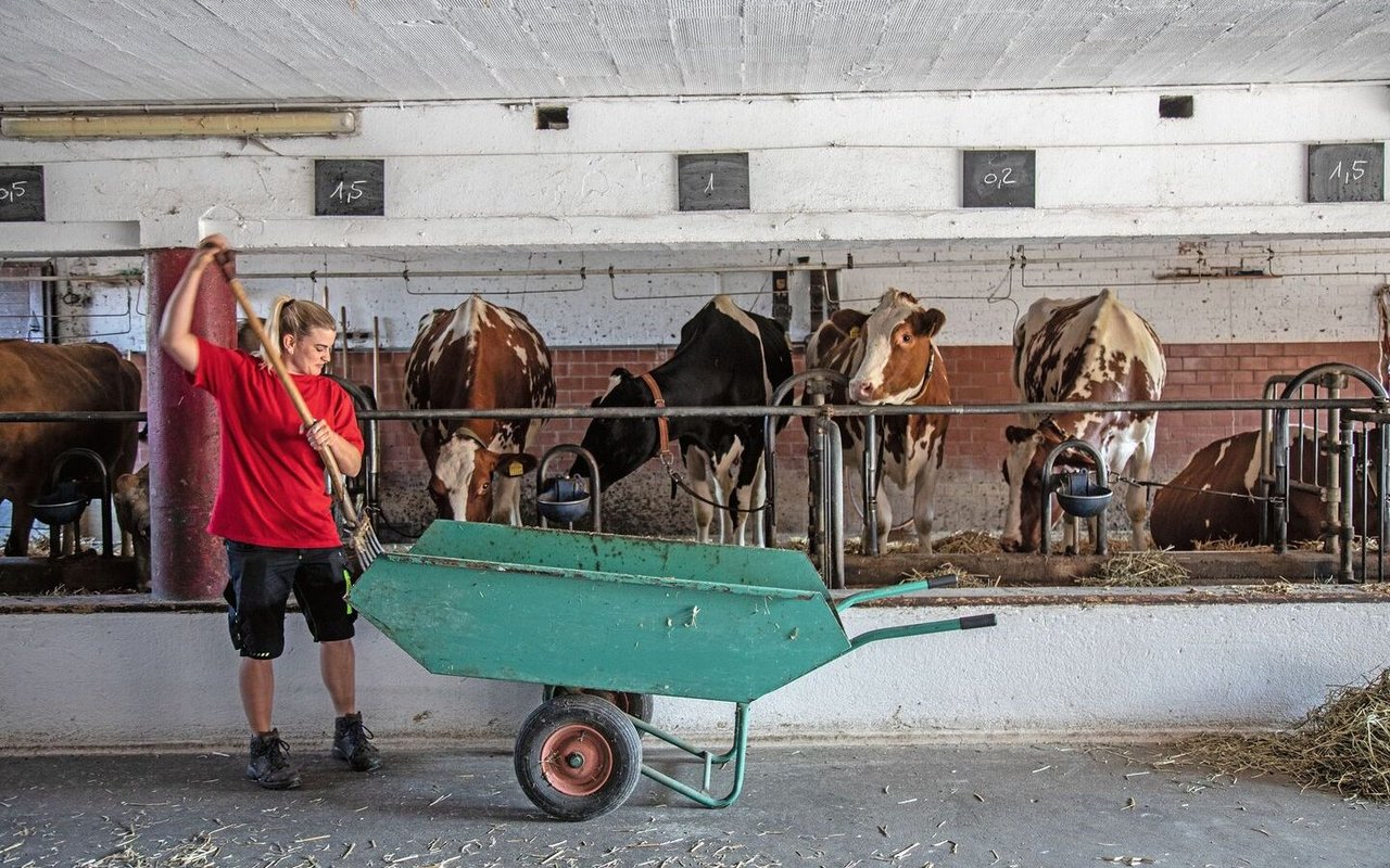 Romy Schwab gabelt Maissilage in die Krippe ihrer Kühe. Über jeder Kuh steht auf einer Tafel, wie viele Kilogramm Kraftfutter sie erhält.