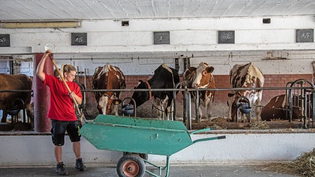 Vorbeugung Ketose Anbindestall Romy Schwab gabelt Maissilage in die Krippe ihrer Kühe. Über jeder Kuh steht auf einer Tafel, wie viele Kilogramm Kraftfutter sie erhält.