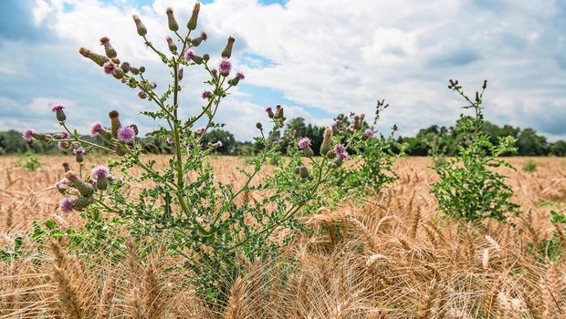 Die Acker-Kratzdistel findet sich in allen Ackerkulturen. Dort überdauert sie unter Umständen auch Kunstwiesenperioden. Zur Eindämmung sollte die Distel während der Blüte geköpft werden, um die Versamung zu verhindern. 