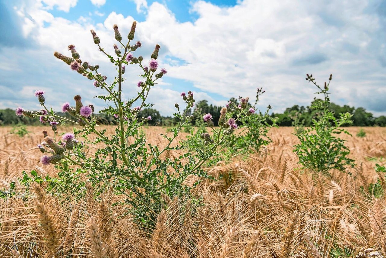 Die Acker-Kratzdistel findet sich in allen Ackerkulturen. Dort überdauert sie unter Umständen auch Kunstwiesenperioden. Zur Eindämmung sollte die Distel während der Blüte geköpft werden, um die Versamung zu verhindern. 
