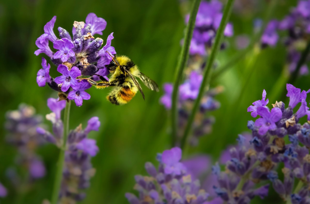 Die Bienen leisten ein wichtigen Beitrag für ein intaktes Ökosystem. (Bild Unsplash)