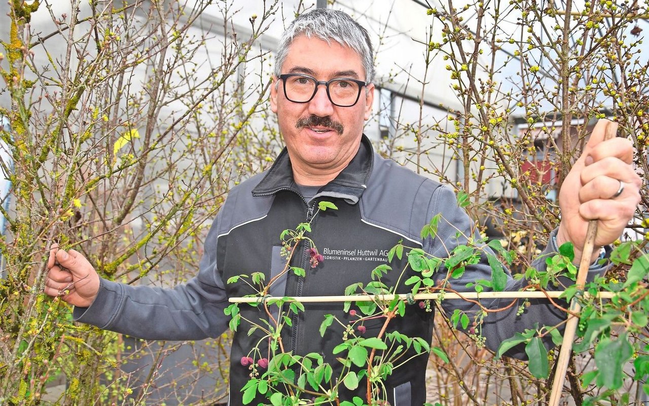 Gärtnermeister Simon Ingold steht inmitten einer Auswahl von hochwachsenden Gewächsen, die im Frühling ihre Blüten zeigen.