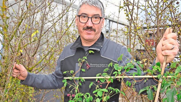 Gärtnermeister Simon Ingold steht inmitten einer Auswahl von hochwachsenden Gewächsen, die im Frühling ihre Blüten zeigen.