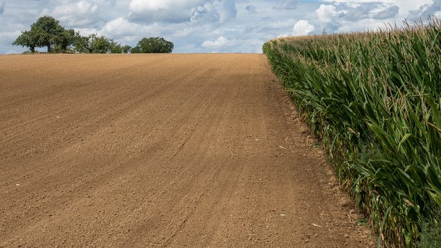 Temperatursummen-Karten könnten die Sortenwahl im Maisanbau erleichtern. (Bild Agroscope/Brändle)