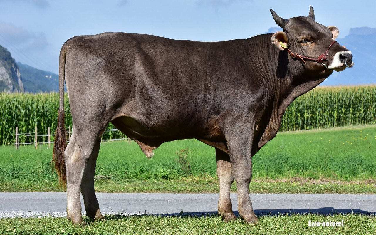 Der Original Braunvieh Stier Zoggel ist von der Seite her fotografiert.