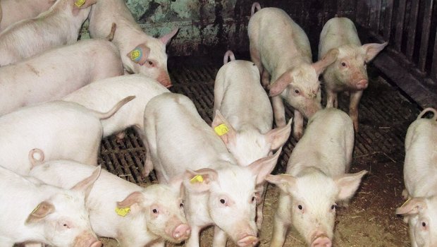 SGD – Absetzen ohne vorbeugende Antibiotika Coli-Bakterien sind die häufigsten Durchfall-Erreger bei Jagern. Coli-Durchfall kann bei den Tieren zu eingefallenen Flanken führen, die Tiere sind je nach Schweregrad stark ausgetrocknet. Bild: SGD