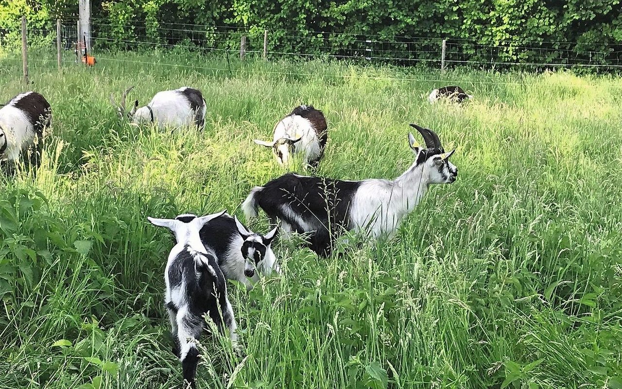 Wurmlarven haften an den Gräsern in Bodennähe, bis auf etwa sechs Zentimeter Höhe. Ziegen fressen vor allem die Grasspitzen, weshalb anzunehmen ist, dass in hohem Gras weniger Larven aufgenommen werden.