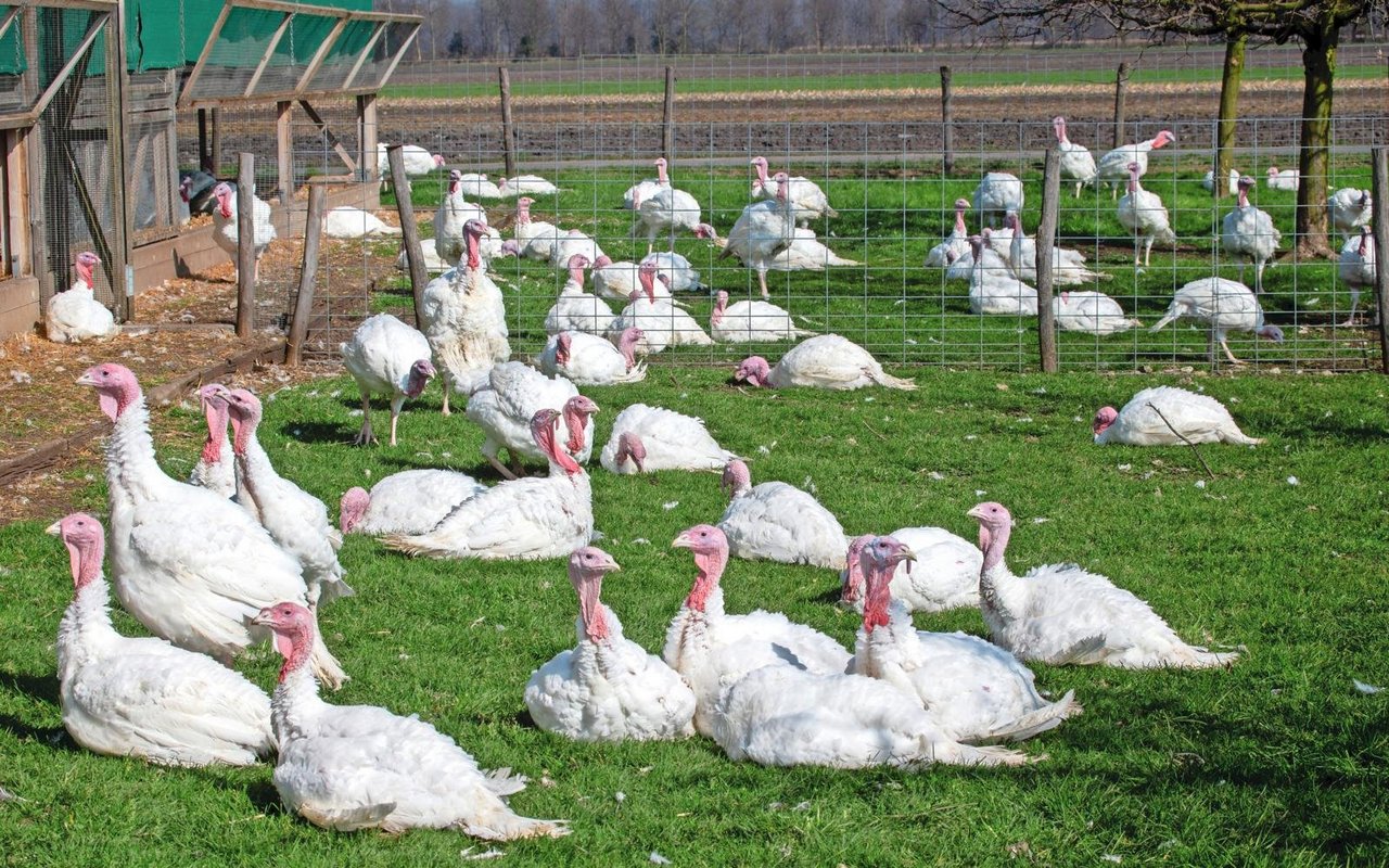 Auf dem Betrieb der Familie Röthlisberger in Siselen BE werden auf einer Produktionsfläche von 400 m2 Masttruten gehalten. Aktuell sind rund 1700 Tiere eingestallt.