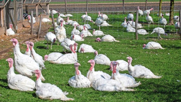 Auf dem Betrieb der Familie Röthlisberger in Siselen BE werden auf einer Produktionsfläche von 400 m2 Masttruten gehalten. Aktuell sind rund 1700 Tiere eingestallt.