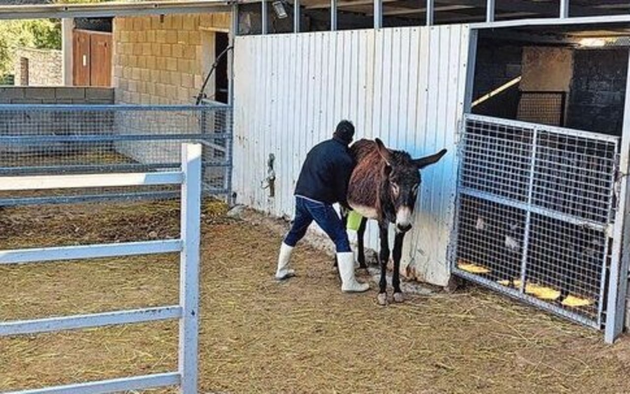 Auf einer Eselfarm mit 220 Eseln werden die Stuten gemolken und die Milch zu Kosmetikprodukten verarbeitet. Esel geben nur Milch, solange das Fohlen bei ihnen ist. Von einer Stute gibt es 3 dl Milch pro Tag. 