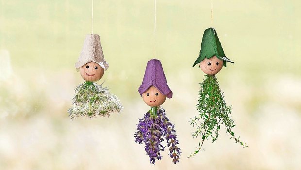 Die drei Kräuterfeen Die drei Kräuterfeen mit Wilder Möhre, Lavendel und Thymian sind ein Hingucker vor dem Küchenfenster.