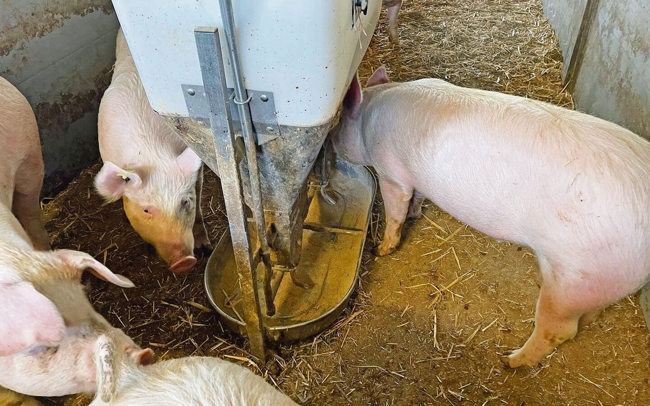 Gefüttert wird auf dem Betrieb Gisler trocken mit Phasenfutter. Grosse Futterschalen sorgen für Ruhe beim Fressen.