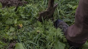 Ein Spaten steckt in einem Feld, auf dem eine Gründüngung wächst.