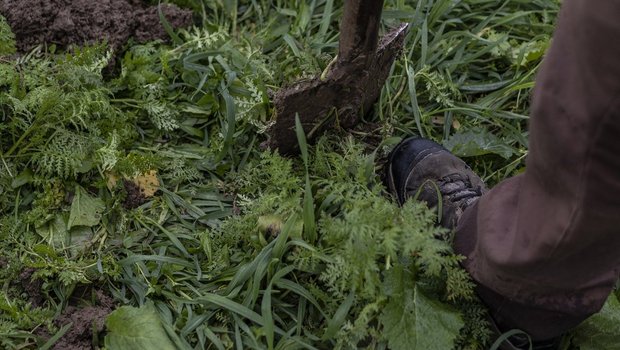 Ein Spaten steckt in einem Feld, auf dem eine Gründüngung wächst.