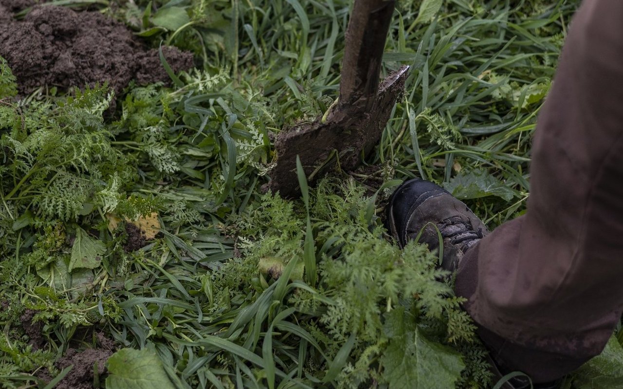 Ein Spaten steckt in einem Feld, auf dem eine Gründüngung wächst.