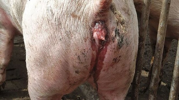 Dysenterie beim Schwein Am After eines Schweins ist ein blutig-dünner Kotfaden zu sehen..