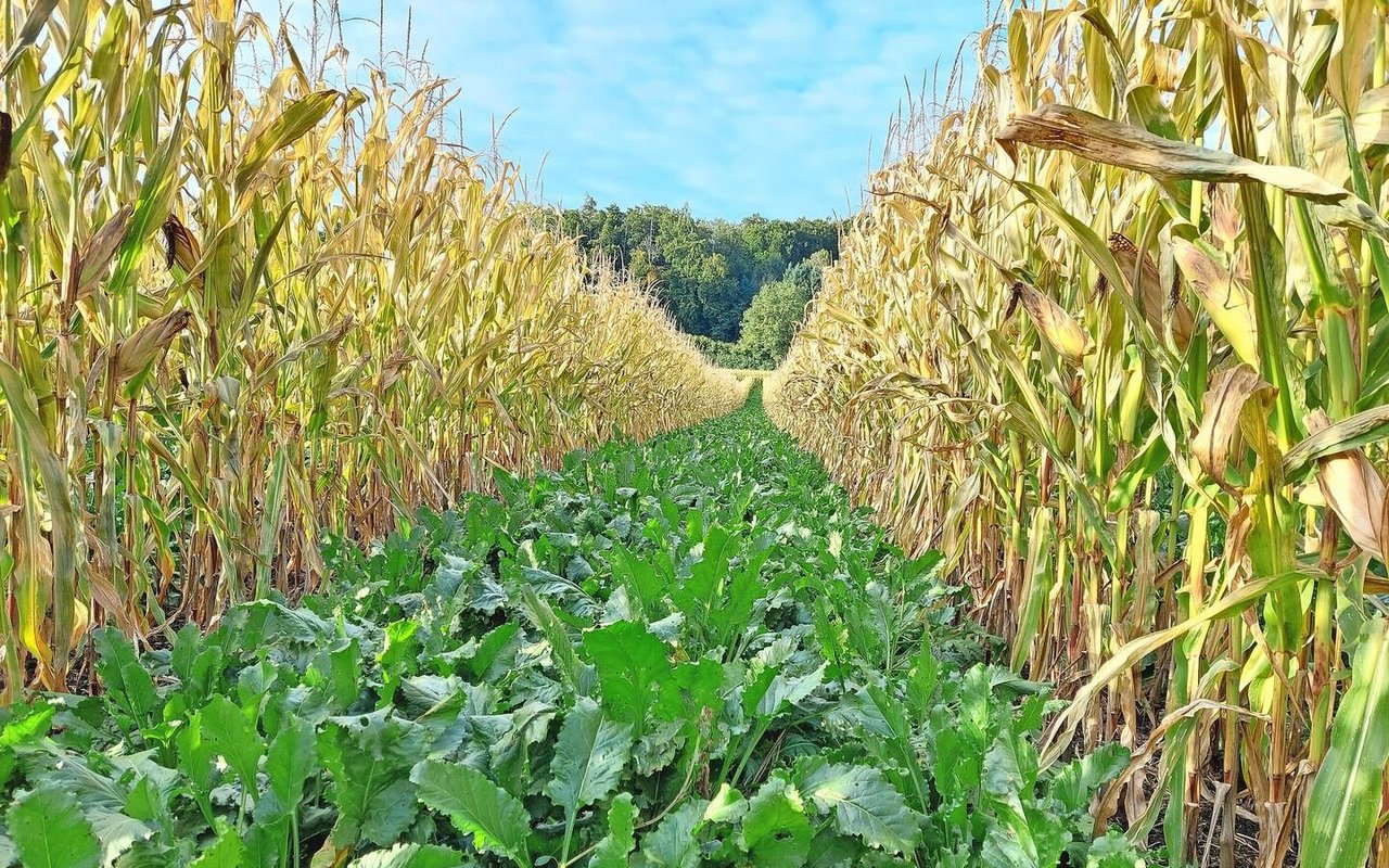 Die Extenso-Zuckerrüben im Staffelkulturanbau sind immer noch schön grün und zeigen nur wenige Cercospora-Flecken. Der Körnermais ist bald erntereif.